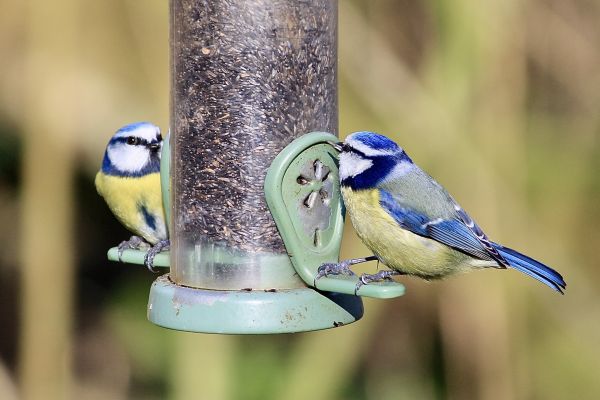 Bird Feeder Mounting Service in Salinas